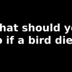 What should you do if a bird dies?