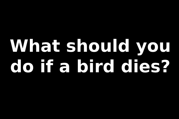 What should you do if a bird dies?