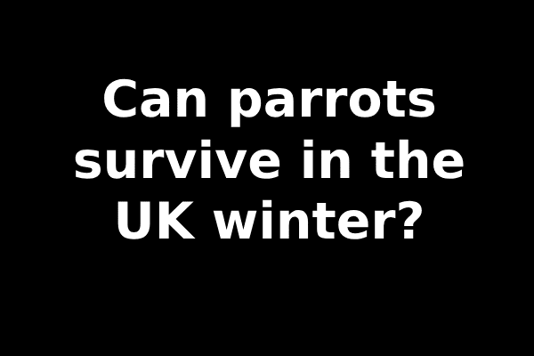Can parrots survive in the UK winter?