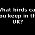 What birds can you keep in the UK?
