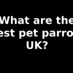 What are the best pet parrots UK?