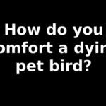 How do you comfort a dying pet bird?
