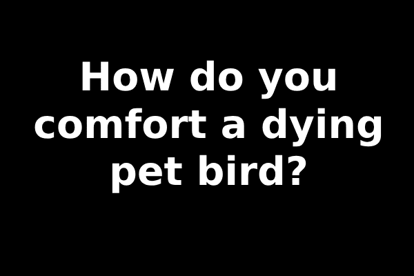 How do you comfort a dying pet bird?