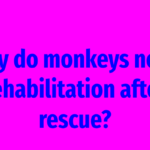 Why do monkeys need rehabilitation after rescue?