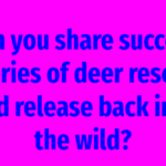 Can you share success stories of deer rescue and release back into the wild?