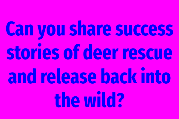 Can you share success stories of deer rescue and release back into the wild?