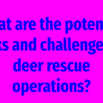 What are the potential risks and challenges in deer rescue operations?