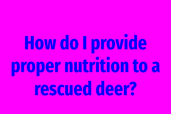 How do I provide proper nutrition to a rescued deer?