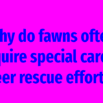 Why do fawns often require special care in deer rescue efforts?