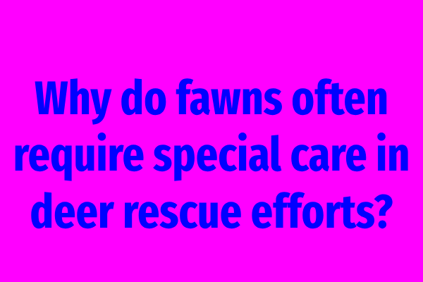Why do fawns often require special care in deer rescue efforts?