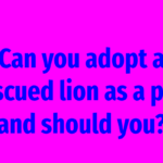 Can you adopt a rescued lion as a pet, and should you?