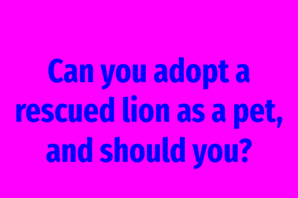 Can you adopt a rescued lion as a pet, and should you?