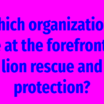 Which organizations are at the forefront of lion rescue and protection?