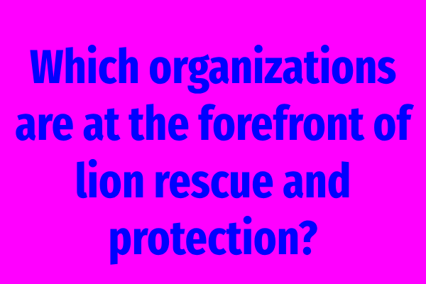 Which organizations are at the forefront of lion rescue and protection?