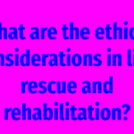 What are the ethical considerations in lion rescue and rehabilitation?