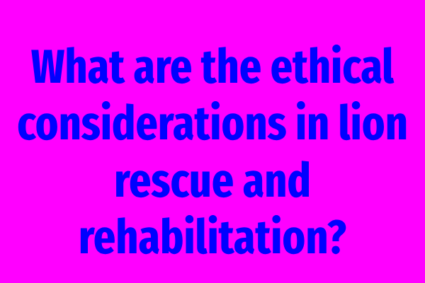 What are the ethical considerations in lion rescue and rehabilitation?