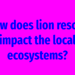 How does lion rescue impact the local ecosystems?