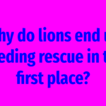 Why do lions end up needing rescue in the first place?