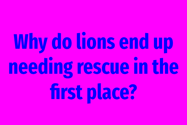 Why do lions end up needing rescue in the first place?