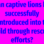 Can captive lions be successfully reintroduced into the wild through rescue efforts?