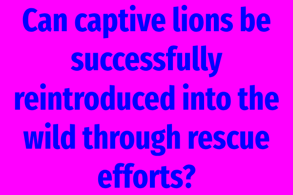 Can captive lions be successfully reintroduced into the wild through rescue efforts?