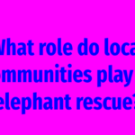 What role do local communities play in elephant rescue?