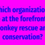 Which organizations are at the forefront of monkey rescue and conservation?
