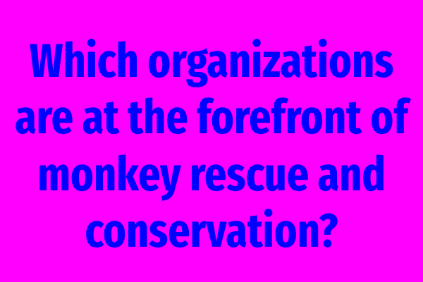 Which organizations are at the forefront of monkey rescue and conservation?