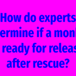 How do experts determine if a monkey is ready for release after rescue?