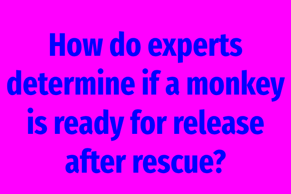 How do experts determine if a monkey is ready for release after rescue?