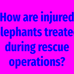 How are injured elephants treated during rescue operations?