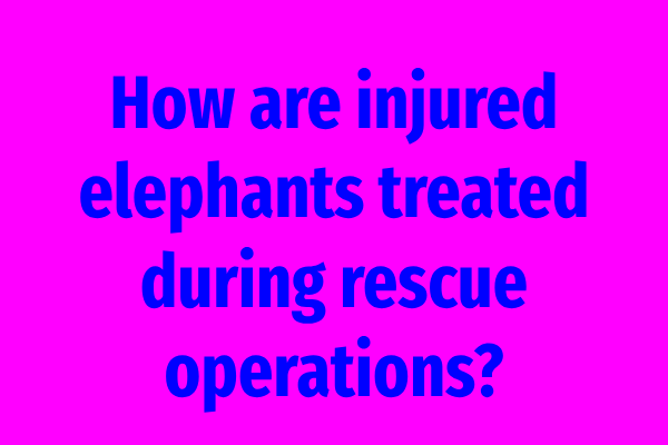 How are injured elephants treated during rescue operations?