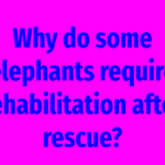 Why do some elephants require rehabilitation after rescue?