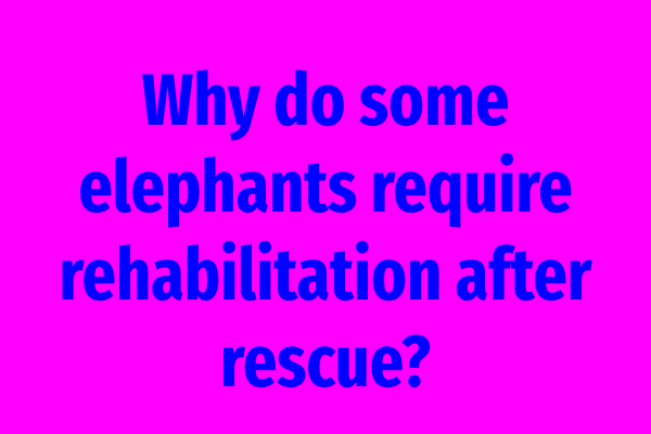 Why do some elephants require rehabilitation after rescue?