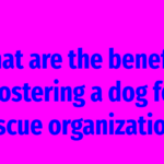 What are the benefits of fostering a dog for a rescue organization?