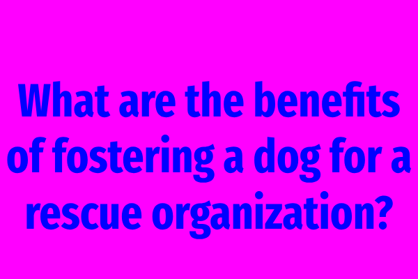 What are the benefits of fostering a dog for a rescue organization?