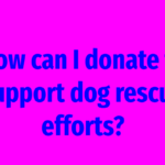 How can I donate to support dog rescue efforts?