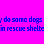 Why do some dogs end up in rescue shelters?