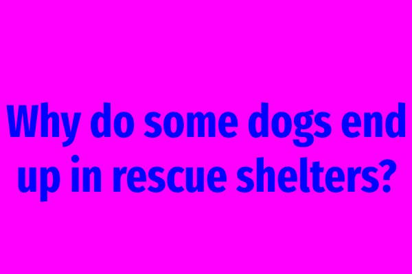 Why do some dogs end up in rescue shelters?