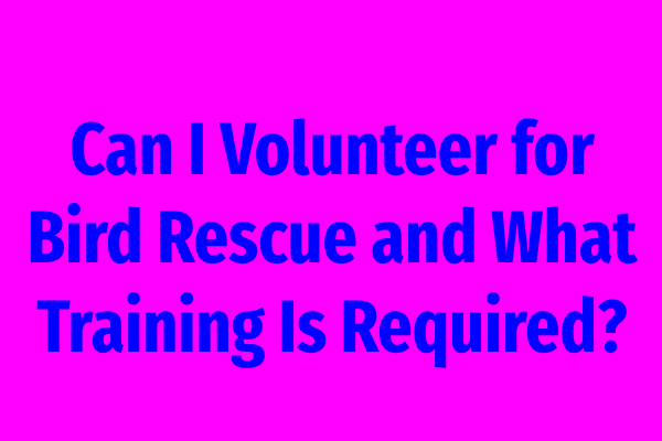 Can I Volunteer for Bird Rescue and What Training Is Required?