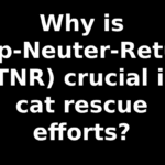 Why is Trap-Neuter-Return (TNR) crucial in cat rescue efforts?