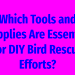Which Tools and Supplies Are Essential for DIY Bird Rescue Efforts?
