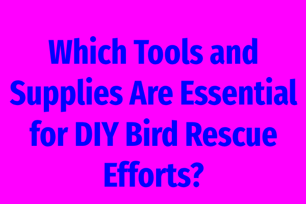 Which Tools and Supplies Are Essential for DIY Bird Rescue Efforts?