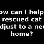 How can I help a rescued cat adjust to a new home?