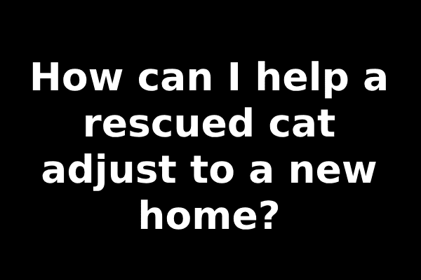 How can I help a rescued cat adjust to a new home?