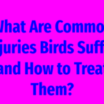 What Are Common Injuries Birds Suffer and How to Treat Them?
