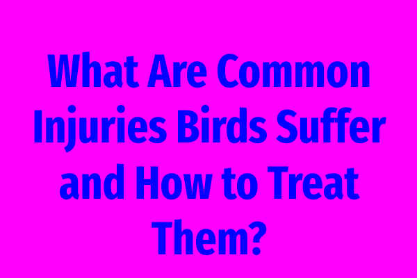 What Are Common Injuries Birds Suffer and How to Treat Them?
