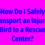 How Do I Safely Transport an Injured Bird to a Rescue Center?
