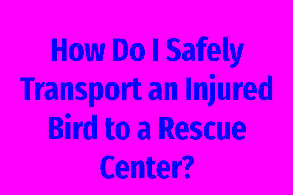 How Do I Safely Transport an Injured Bird to a Rescue Center?