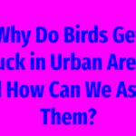 Why Do Birds Get Stuck in Urban Areas, and How Can We Assist Them?